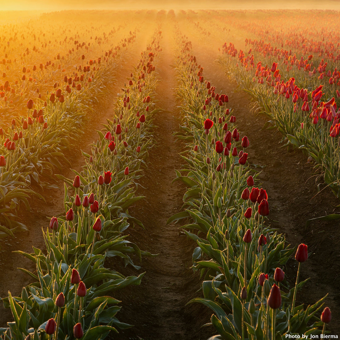 Catch the Color Tulip Photo Contest 2025 | Details & Information