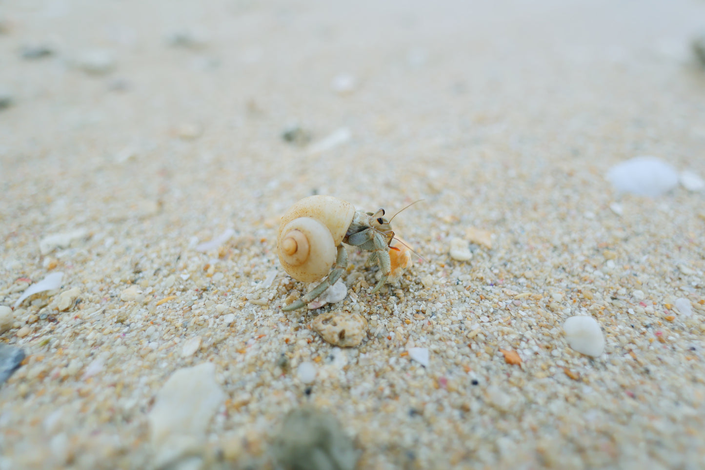 Canon RF 16mm f/2.8 STM Lens