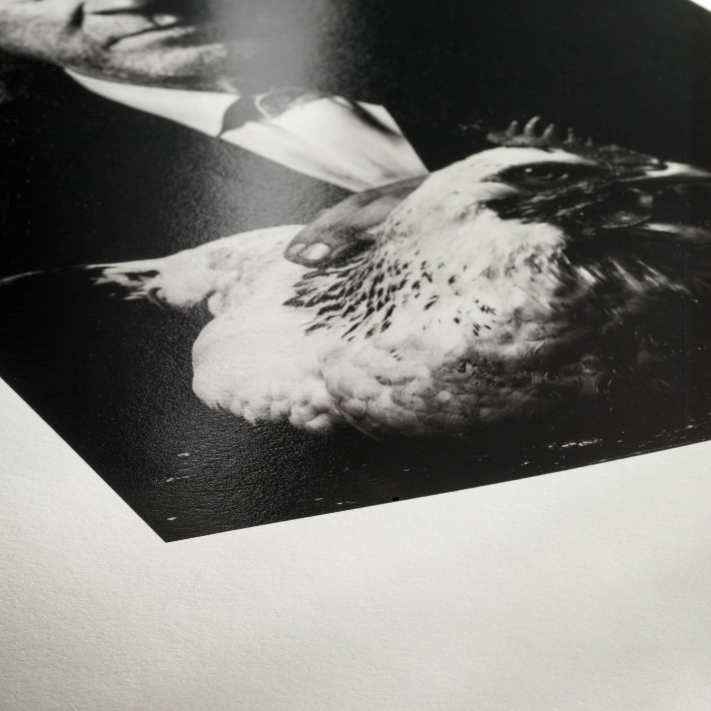 Hahnemuhle Photo Rag Baryta Roll Paper 315gsm