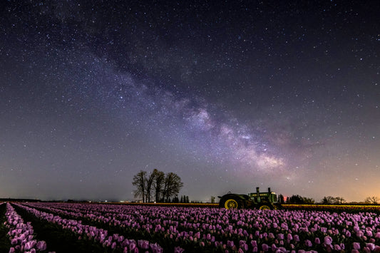 tulips and milky way