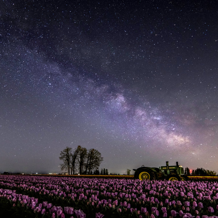 tulips and milky way