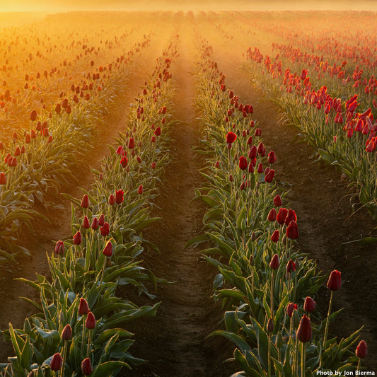 Catch the Color Tulip Photo Contest 2025 | Details & Information