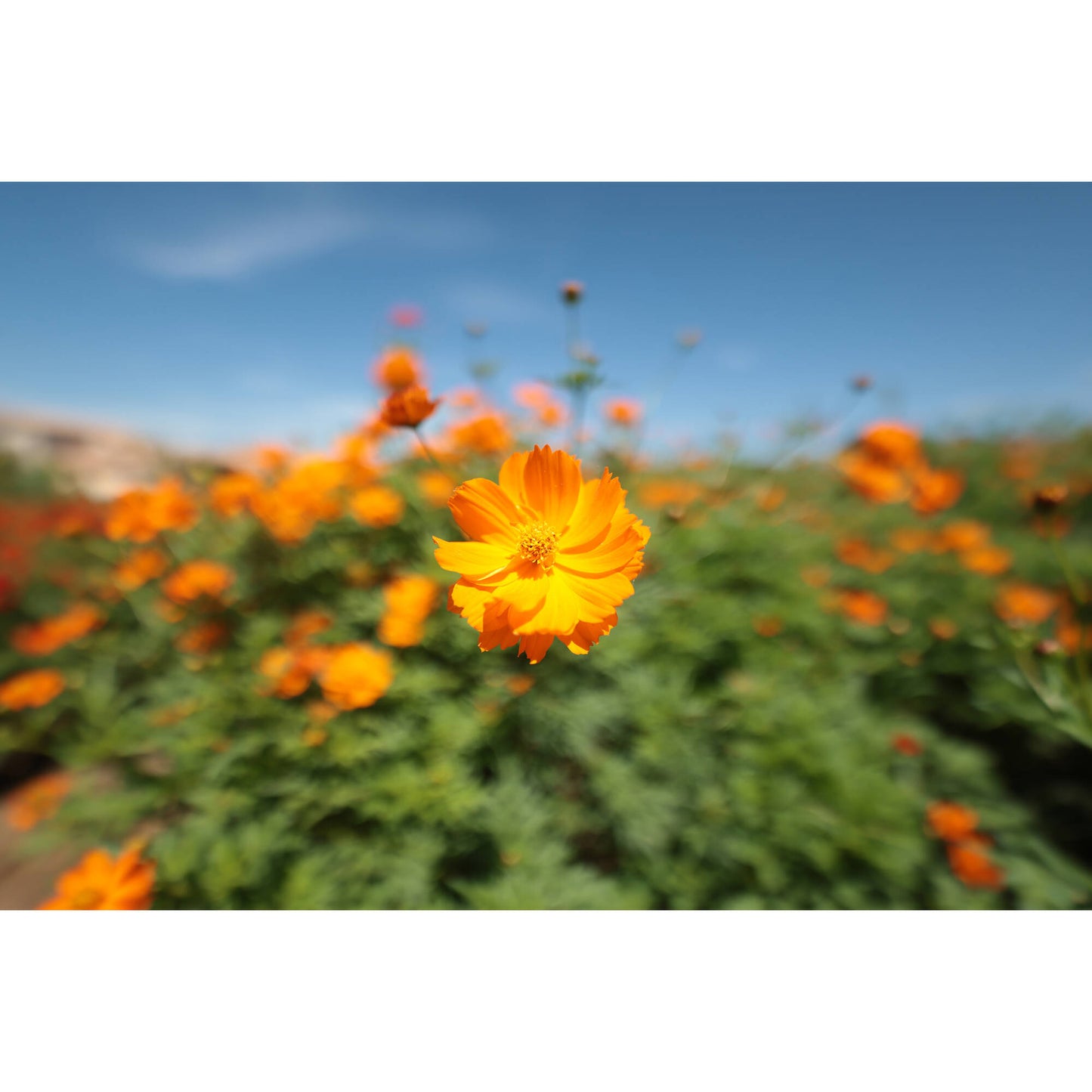 Canon RF 14mm f/1.4 L VCM Lens